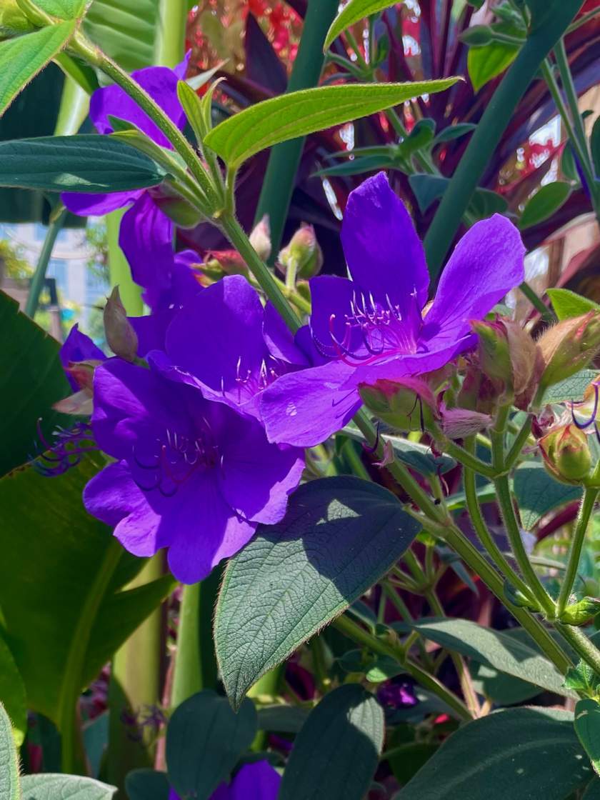 Tibouchina-urvilleana | Online Flower Garden Tibouchina urvilleana