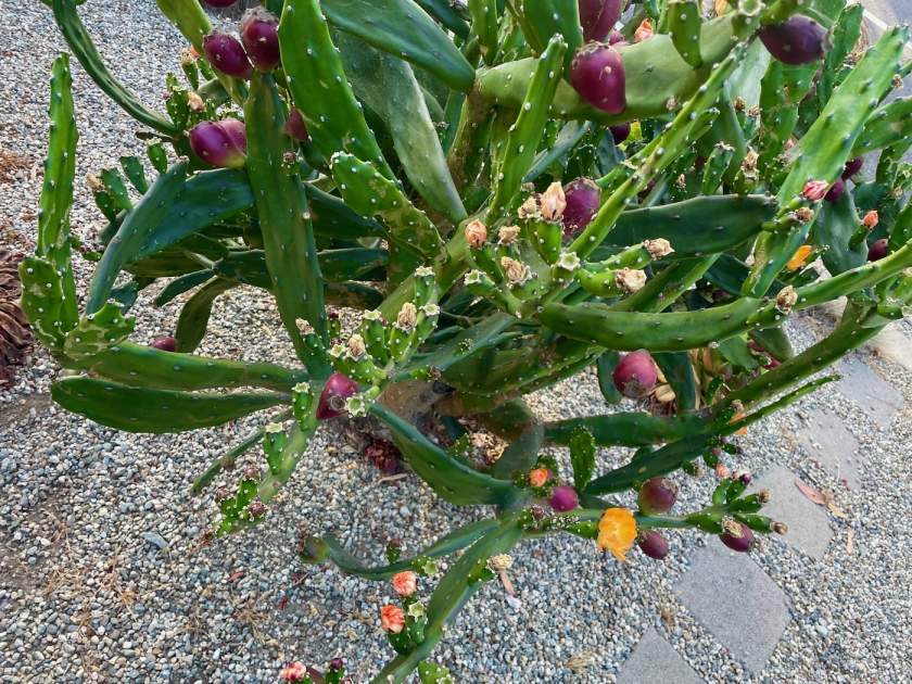 Opuntia ficus-indica