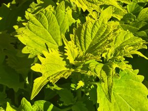 Coleus 'Wasabi' | Online Flower Garden