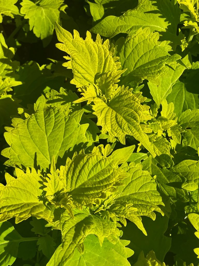 Coleus-Wasabi | Online Flower Garden Coleus 'Wasabi'