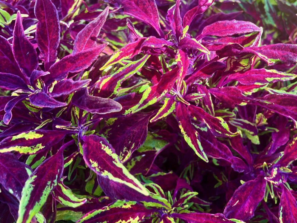 Coleus FlameThrower™ Chili Pepper