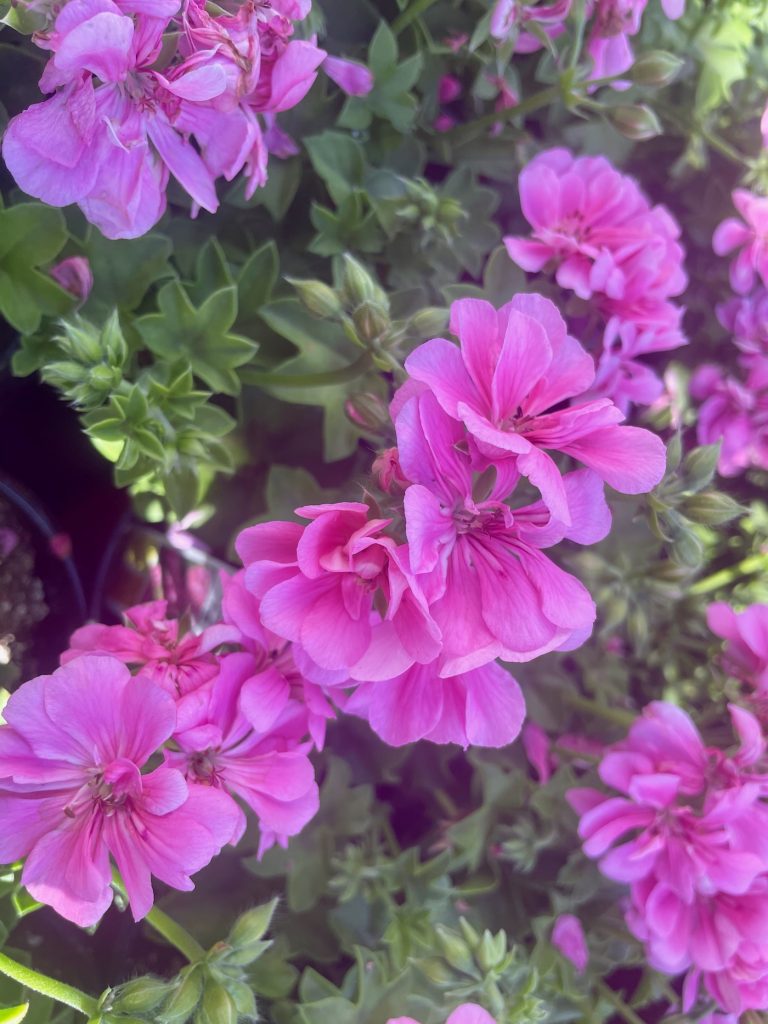 Precision™ Pink Ivy Geranium