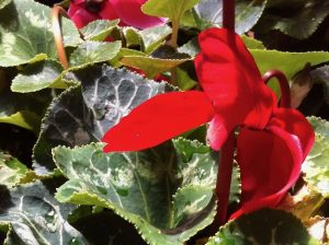 Cyclamen | Online Flower Garden