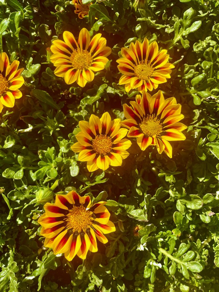 Gazania-Big Kiss-Yellow-Flame | Online Flower Garden Gazania 'Big Kiss™ Yellow Flame'