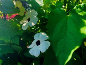 Thunbergia alata Susie™ Clear White