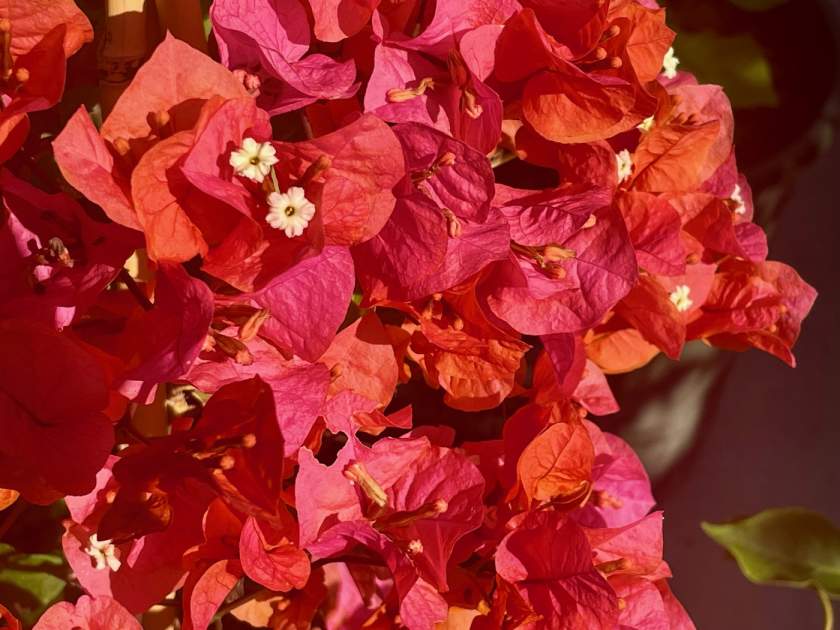 Bougainvillea 'Orange King'