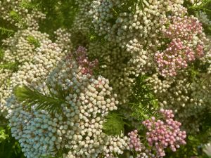 Ozothamnus diosmifolius 'Pink' | Online Flower Garden