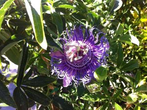 Passiflora 'Lavender Lady'