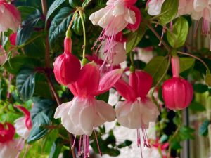 Fuchsia 'Swingtime'