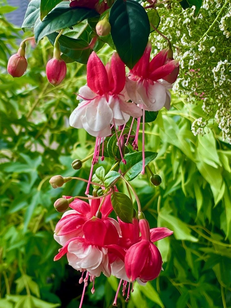 Fuchsia 'Swingtime'