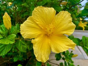 Hibiscus rosa-sinensis 'Fort Myers' Hibiscus rosa-sinensis 'Fort Myers Yellow' | Online Flower Garden