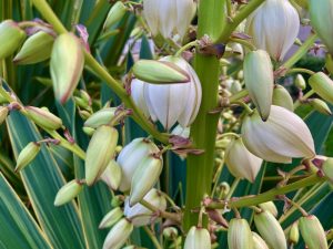 Yucca gloriosa ‘Variegata’
