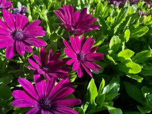 Osteospermum 'Serenity Dark Purple' | Online Flower Garden