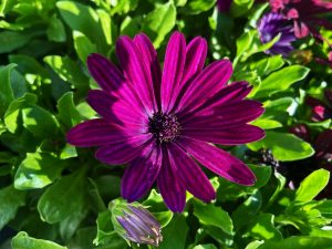 Osteospermum 'Serenity Dark Purple' | Online Flower Garden