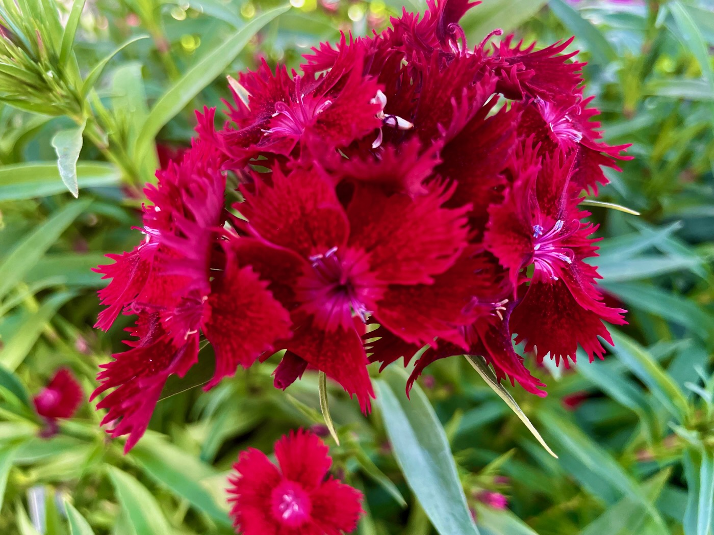 Dianthus 'Rockin™ Red' | Online Flower Garden