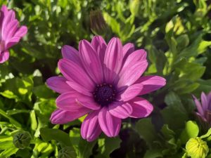 Osteospermum 'Bright Lights™ Pink'