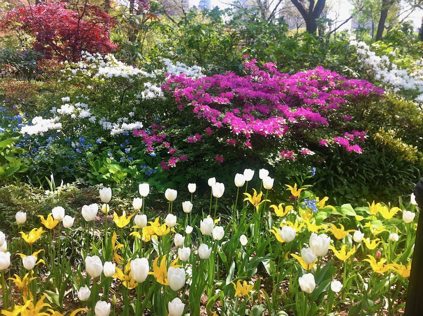 Spring Flowers Central Park