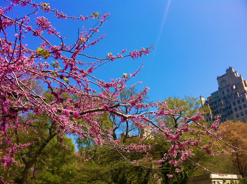 Central Park, New York, Spring