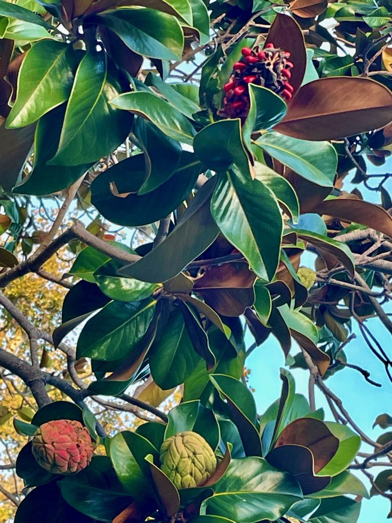 Magnolia grandiflora