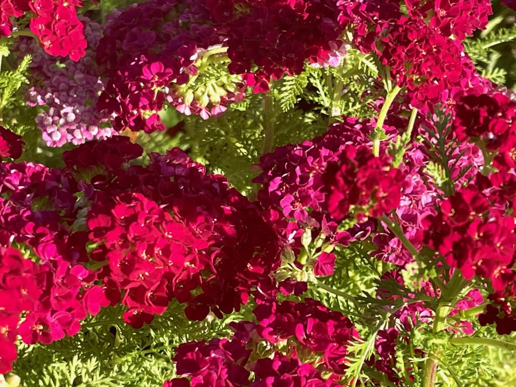 Achillea millefolium 'Red Velvet'