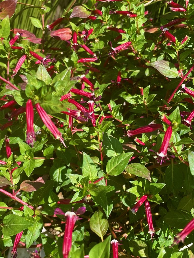Cuphea hyssopifolia 'Cubano ™ Cristo'