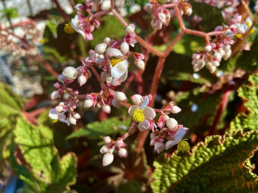 Begonia 'Paul Hernandez'