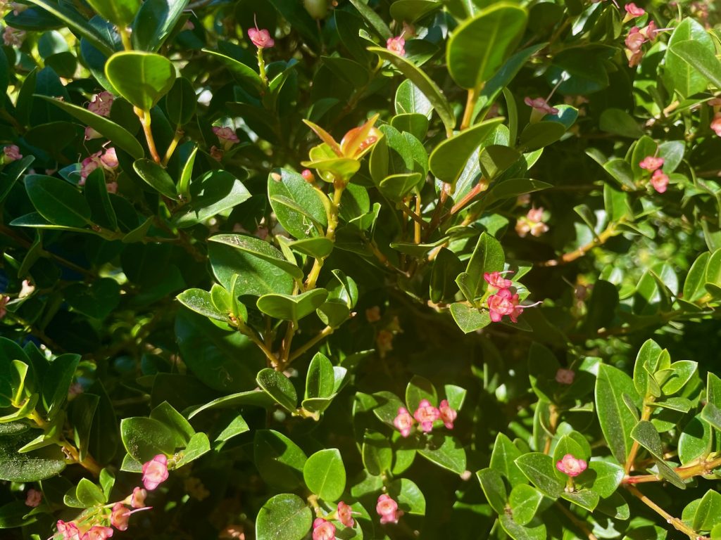 Syzygium paniculatum 'Orange Twist'