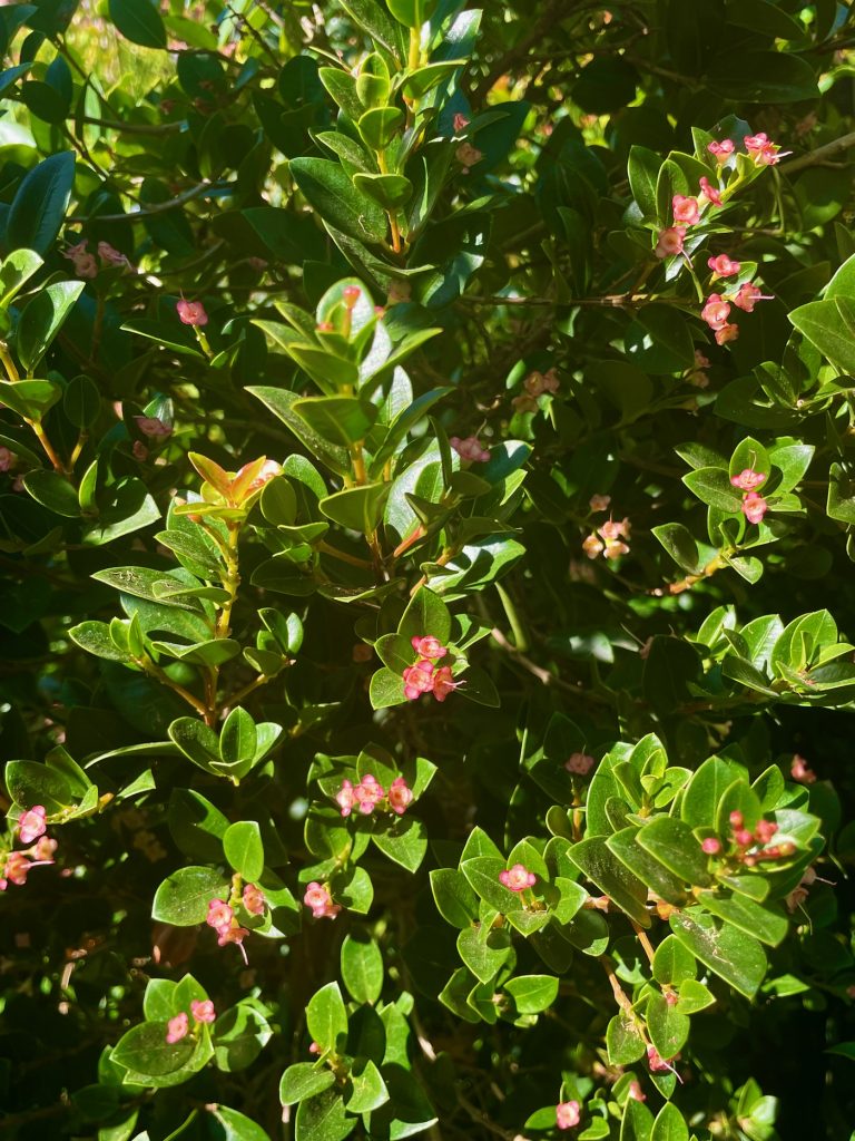 Syzygium paniculatum 'Orange Twist'