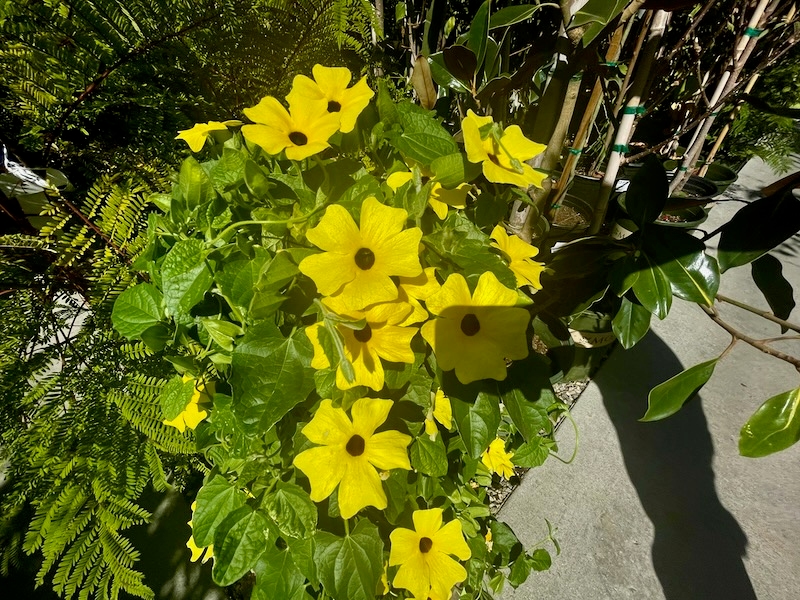 Thunbergia-Sunny-Lemon-Star | Online Flower Garden Thunbergia Sunny 'Lemon Star'