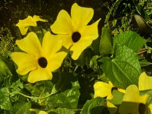 Thunbergia Sunny 'Lemon Star' | Online Flower Garden