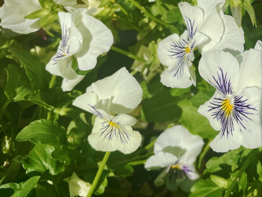 Pansy 'Cats Plus White'