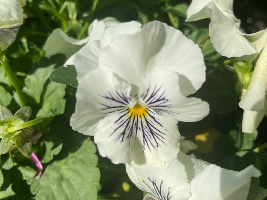 Pansy 'Cats Plus White' scientifically known as Viola x wittrockiana, belongs to the Violaceae family.