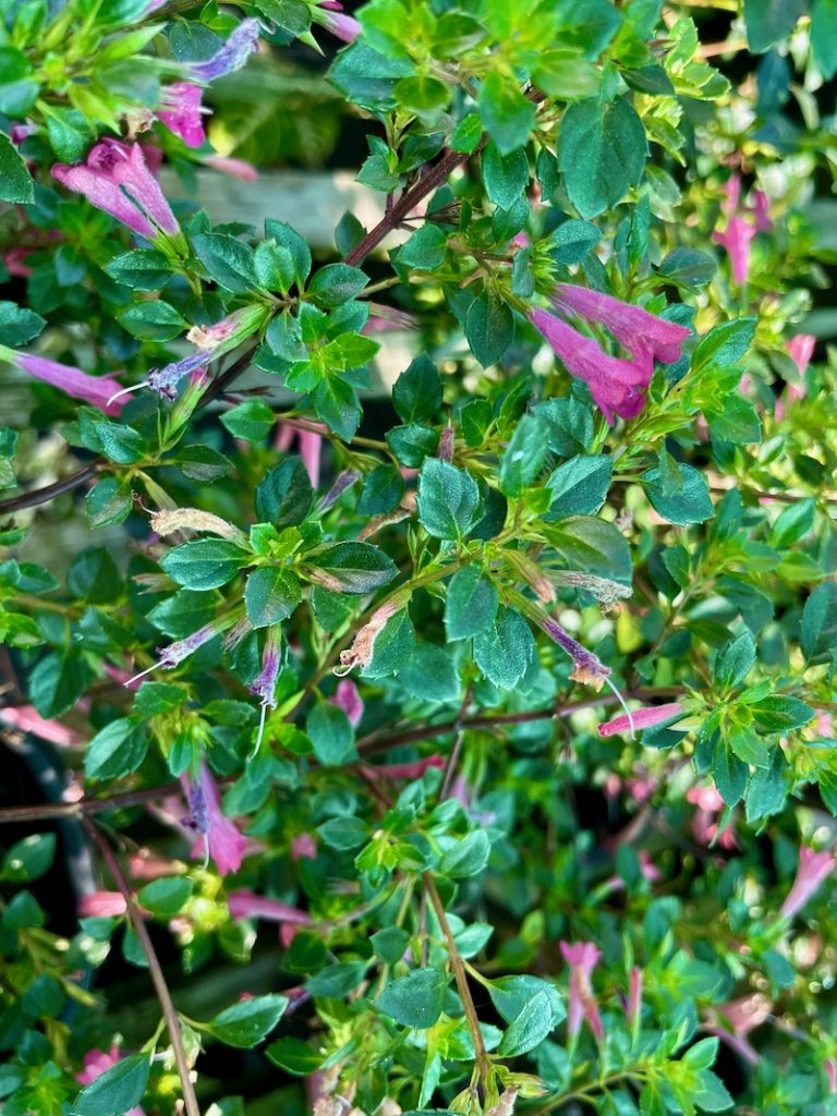 Hesperozygis 'Sunrise Mojito'