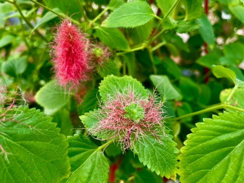 Acalypha pendula