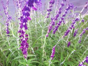 Mexican Sage or Salvia leucantha onlineflowergarden.com