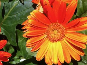 Gerbera | Online Flower Garden