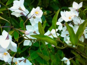 Potato Vine or Solanum jasminoides
