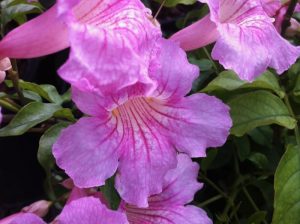 Pink Trumpet Vine | Online Flower Garden