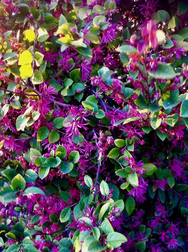 Loropetalum-chinense_2446 | Online Flower Garden Loropetalum chinense