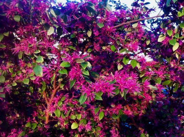 Loropetalum-chinense_2449 | Online Flower Garden 檵木; pinyi Loropetalum chinense