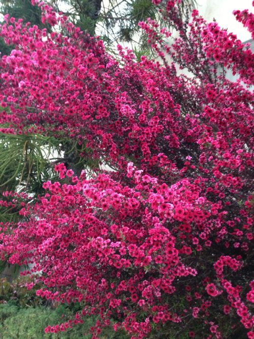 Leptospermum scoparium 'Red Damask'