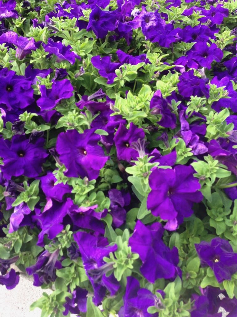 Purple Petunia Purple Petunias