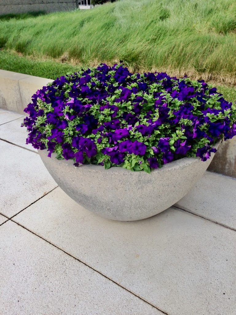 Purple Petunia at Century City