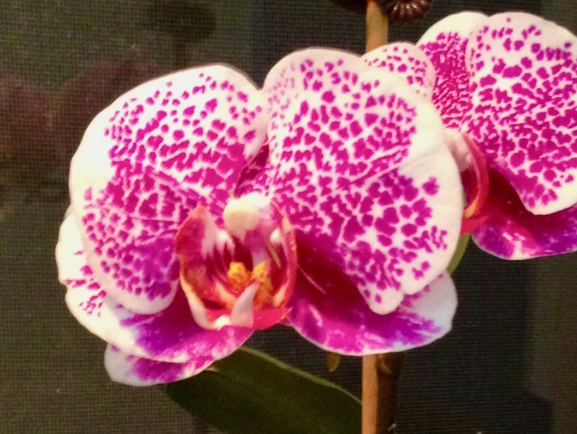 Phalaenopsis Orchid © onlineflowergarden.com