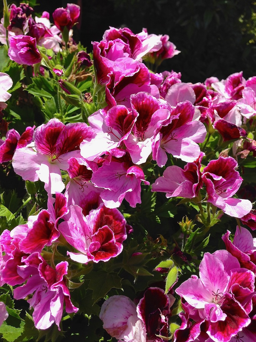 Geranium Regal Elegance™ Purple Majesty | Online Flower Garden