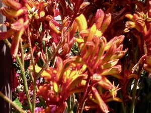 Anigozanthos ‘Amber Velvet’