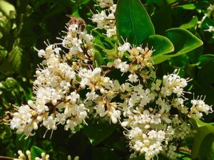 Ligustrum japonicum 'Texanum'