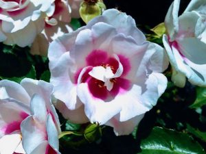 Rosa 'Bull's Eye' | Online Flower Garden