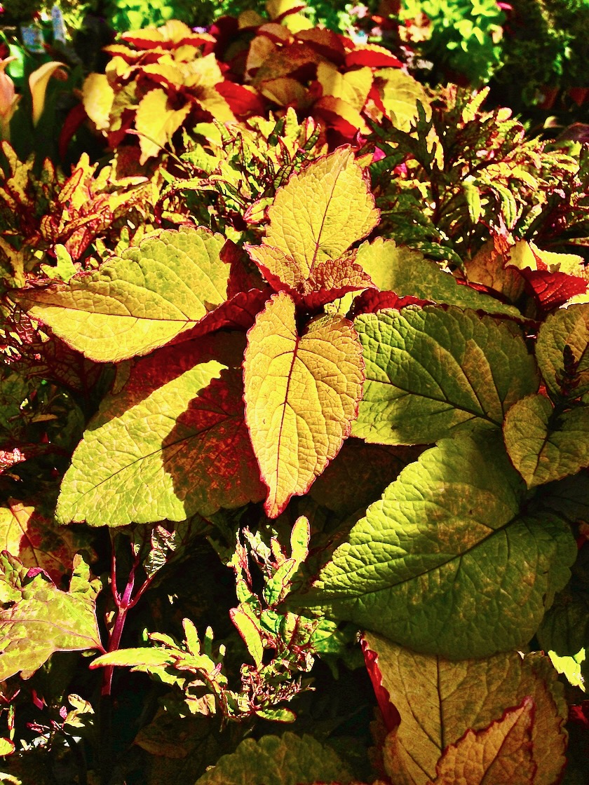 Coleus | Online Flower Garden Coleus onlineflowergarden.com