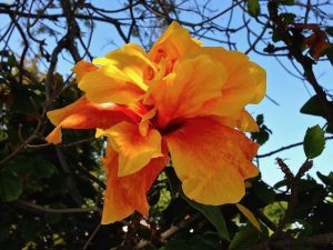 Hibiscus | Online Flower Garden